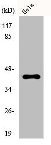 CREB1 Antibody