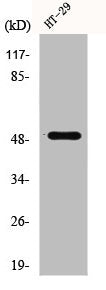 CRHR1 Antibody