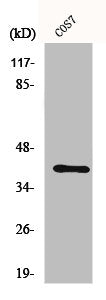 CRK Antibody