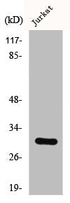 DNAJC5 Antibody