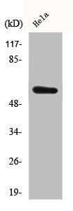 SRC Antibody