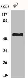 CSTF2 Antibody