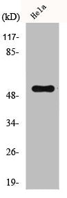 CELF1 Antibody