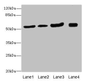 ANTXR2 Antibody