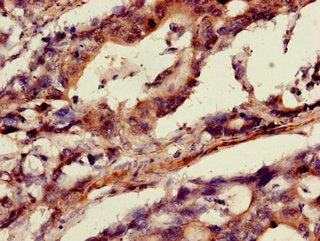 ANXA10 Antibody