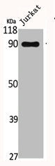 CUL3 Antibody