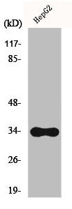 CYB5R3 Antibody