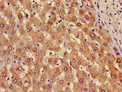 AOX1 Antibody