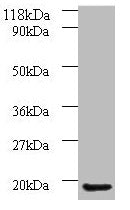 AP1S3 Antibody