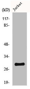 CCNG1 Antibody