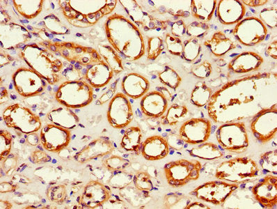 APEH Antibody