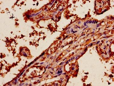 APLN Antibody