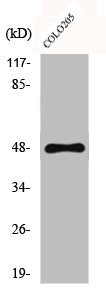 CYP11B1/CYP11B2 Antibody