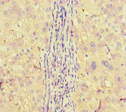 APOBEC3G Antibody