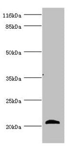 APOM Antibody