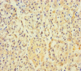 APOOL Antibody