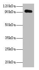 APP Antibody