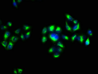 APP Antibody