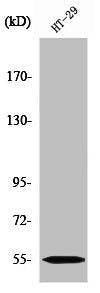 CYP2D6 Antibody