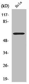 CYP2U1 Antibody