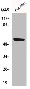 CYP4A11/CYP4A22 Antibody