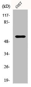 CYP4X1 Antibody