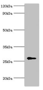 NAA10 Antibody