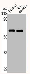 CYP4Z2P Antibody