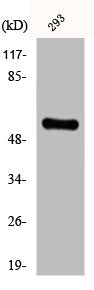 CYP8B1 Antibody