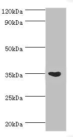 ARG1 Antibody