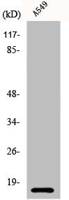 CSTB Antibody