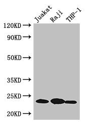ARHGDIB Antibody
