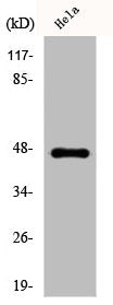 KRT20 Antibody