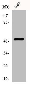 KRT8 Antibody