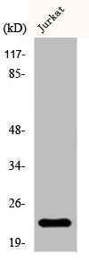 TPD52L2 Antibody