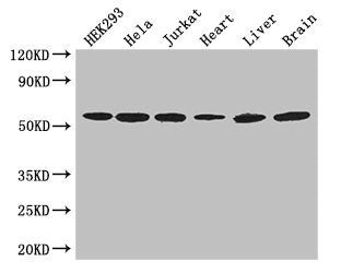 ARIH2 Antibody