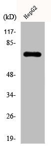 DDX3X Antibody