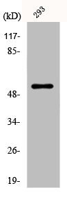 DMTN Antibody