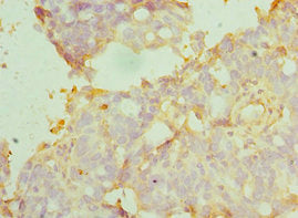 MANF Antibody