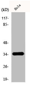 OR51E1 Antibody