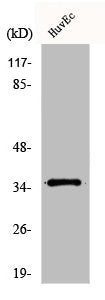 ZDHHC7 Antibody