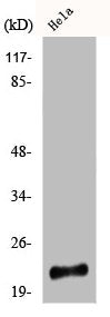 PARK7 Antibody