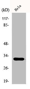 DLX5 Antibody