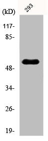 POLL Antibody