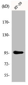 DNMT3B Antibody