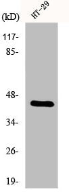 DPF2 Antibody