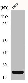 DNAL1 Antibody