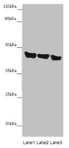 ASPN Antibody
