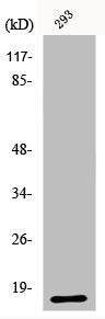 RNASE3 Antibody
