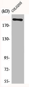 MEGF8 Antibody